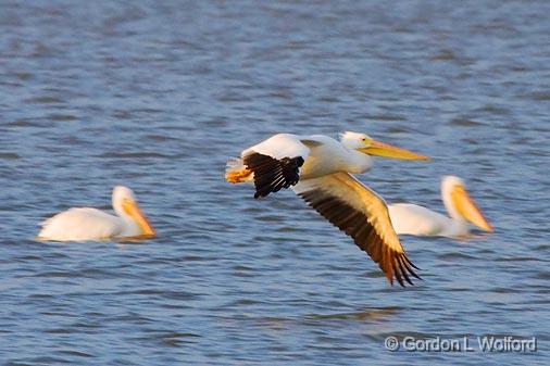 White Pelican In Flight_35535.jpg - American White Pelicans (Pelecanus erythrorhynchos) on Powderhorn LakePhotographed along the Gulf coast near Port Lavaca, Texas, USA. 